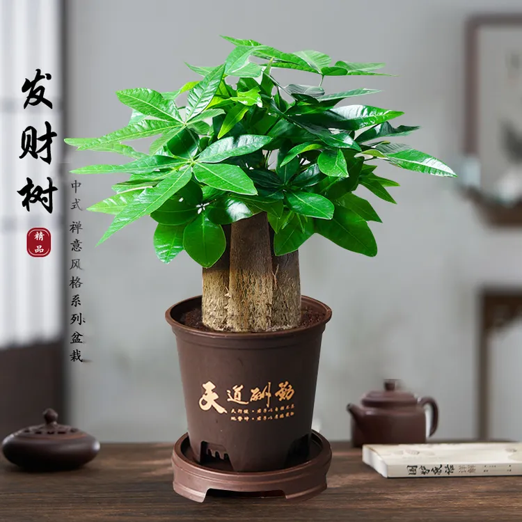 【花伴水】三杆发财树室内观叶耐旱易养活绿色盆栽drty