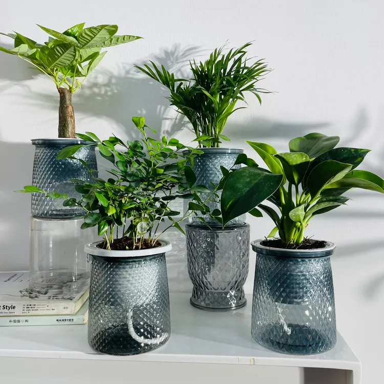 【花伴水】水培绿植四件套家居净化空气发财树袖珍椰子金钻九里香