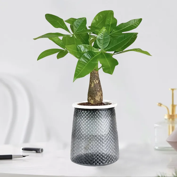 【花伴水】单杆发财树*1+轻奢树脂盆*1+肥料*1+营养土*1