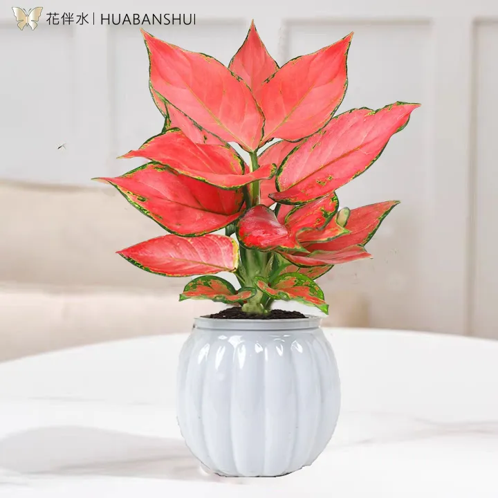 【花伴水】大吉大利红如意美观室内好养植物绿植盆栽