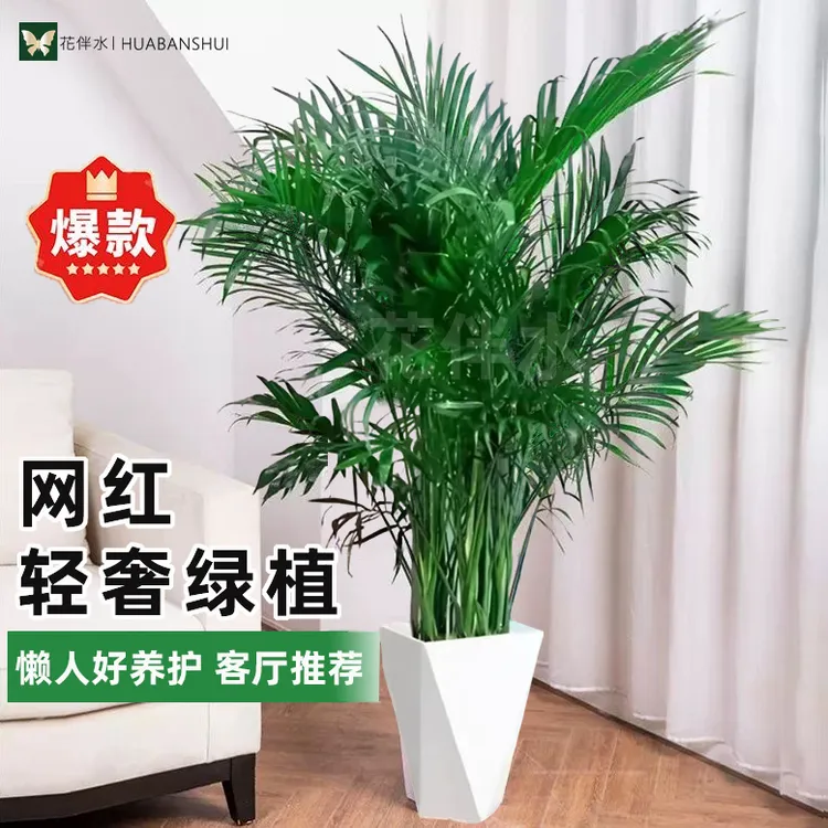 【花伴水】富贵椰子1.1-1.2米绿植净化空气室内绿色美观盆栽