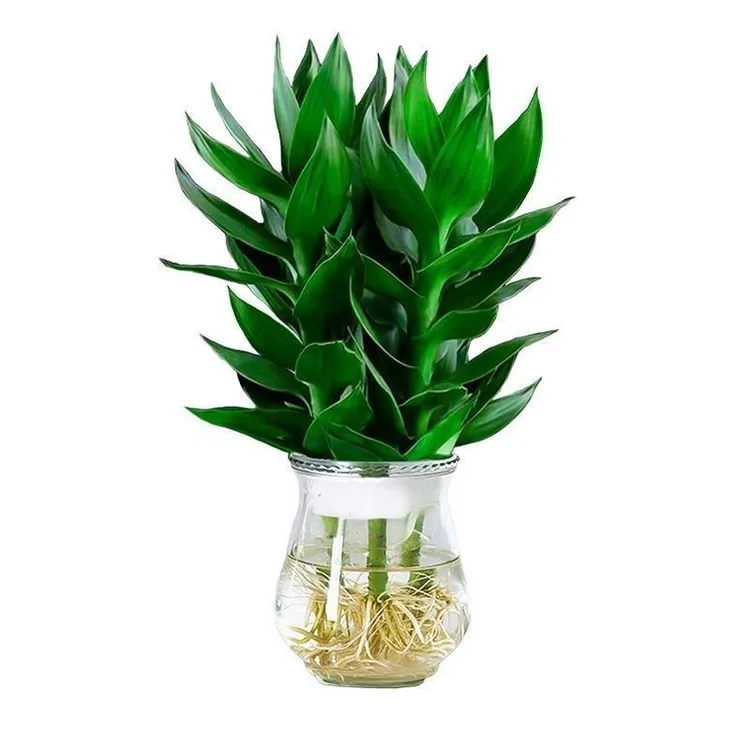 【花伴水】水培观音竹富贵竹带玻璃瓶好养室内净化空气sss