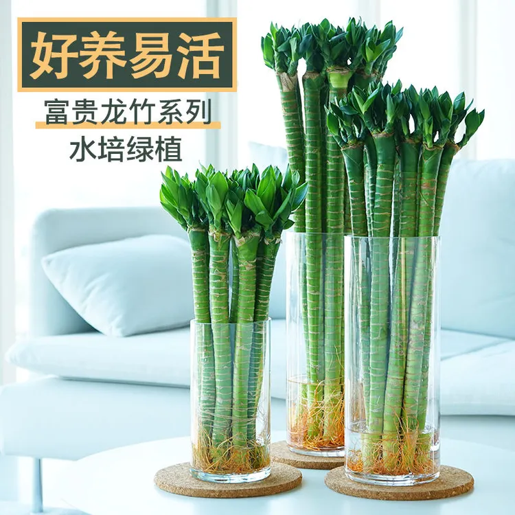 花伴水带根龙竹文昌竹长寿竹富贵竹观音竹开运直竹水养竹绿植