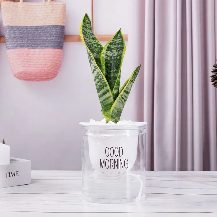 【花伴水】虎皮兰新房盆栽室内净化空气办公室四季好养活