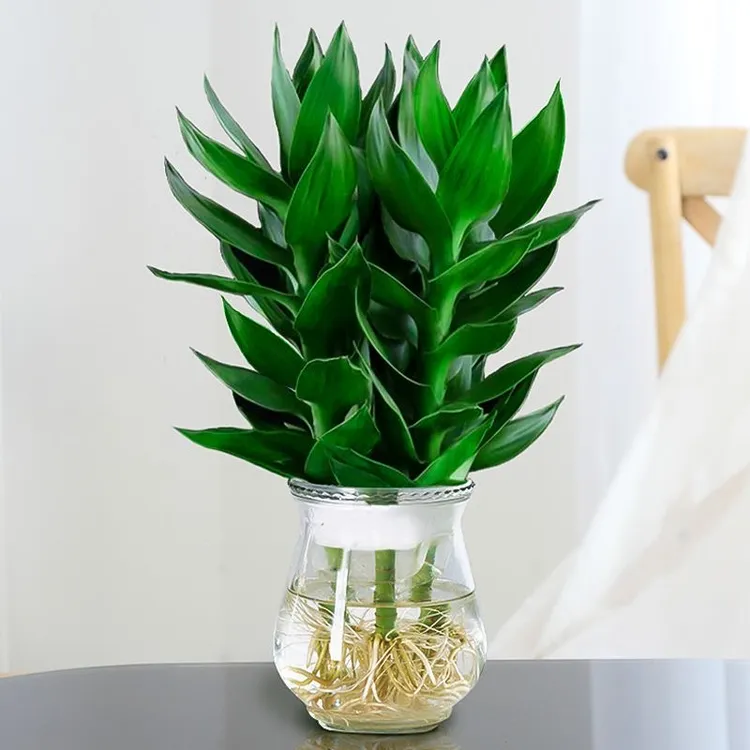 【带玻璃瓶】竹来运转观音竹水培绿植窗台室内绿色美观植物