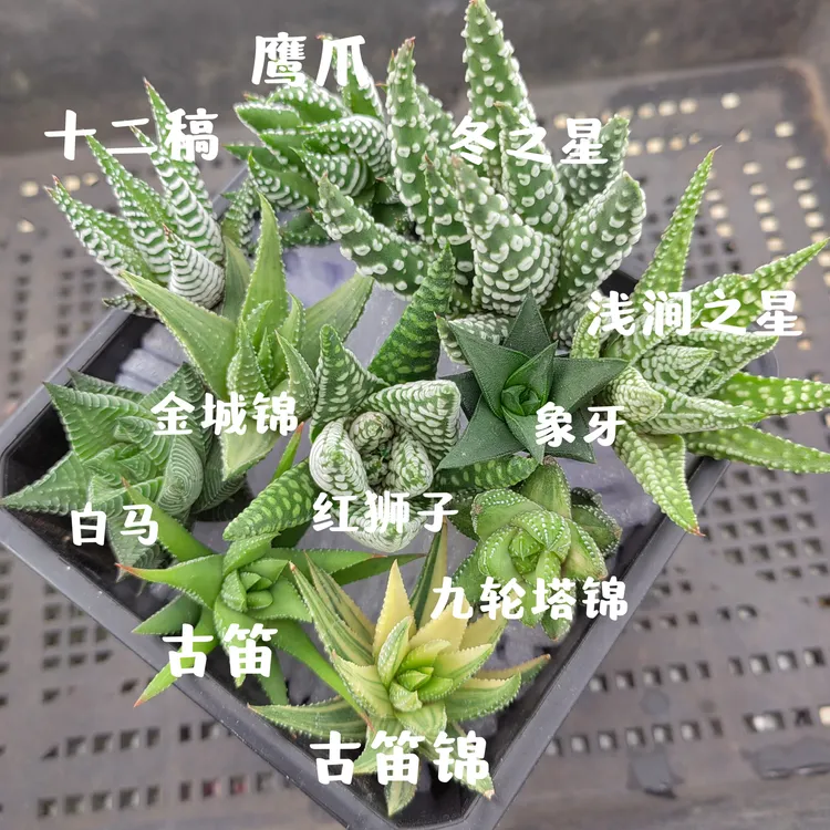 硬叶十二卷组合 11个品种侧芽无根 比较小 多肉组合 拼盘