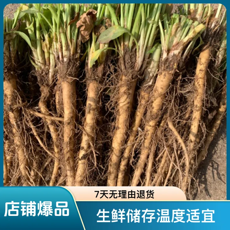 食叶草根基地直发蛋白菜氨基酸菜婆婆丁长寿菜现挖现发