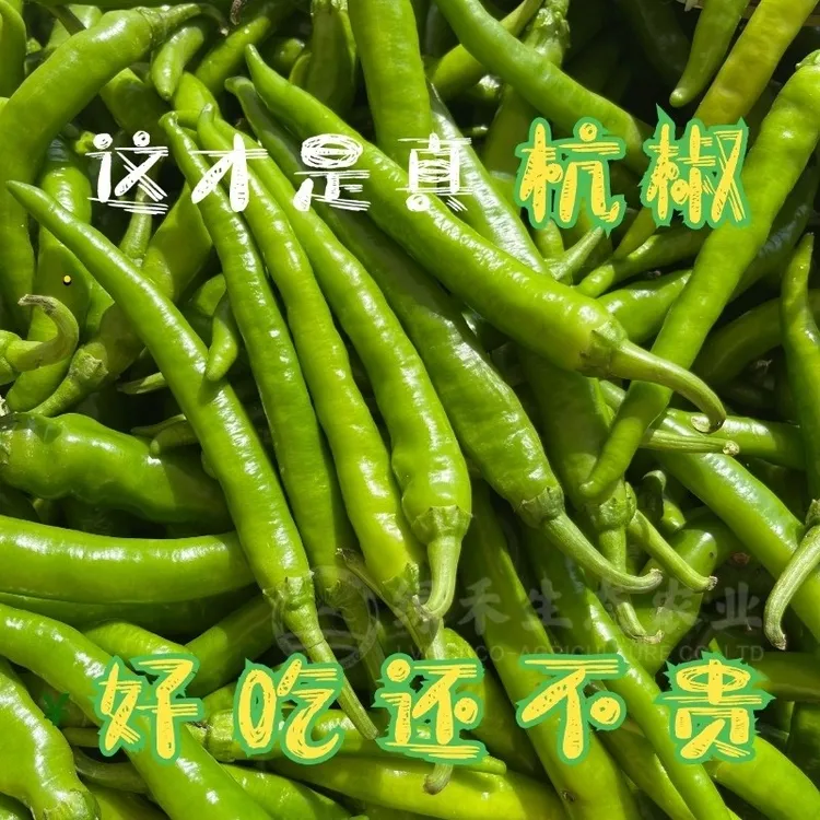 正宗精品杭椒发货农家自种现摘现发新鲜薄皮青椒香辣爽口整箱发货