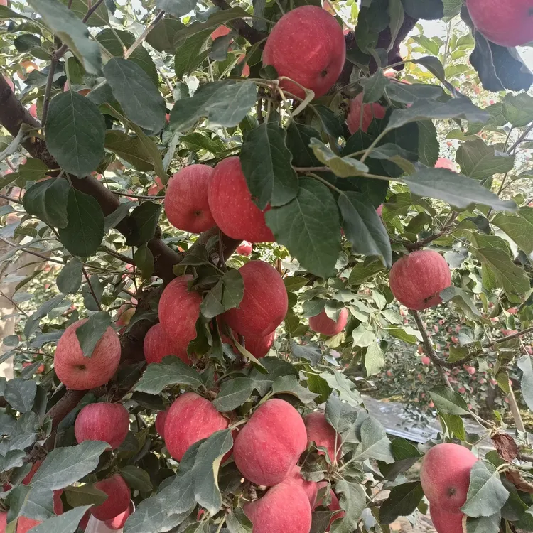 新疆阿克苏脆甜多汁冰糖心苹果