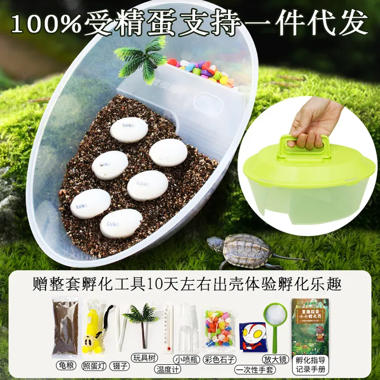可孵化乌龟蛋套装巴西龟受精乌龟蛋小乌龟孵化器中华草龟花龟活体