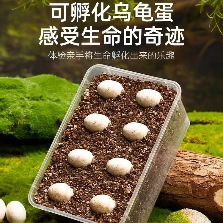 乌龟蛋可孵化套装学生儿童宠物魔盒DIY实验教材观察小动物巴西龟
