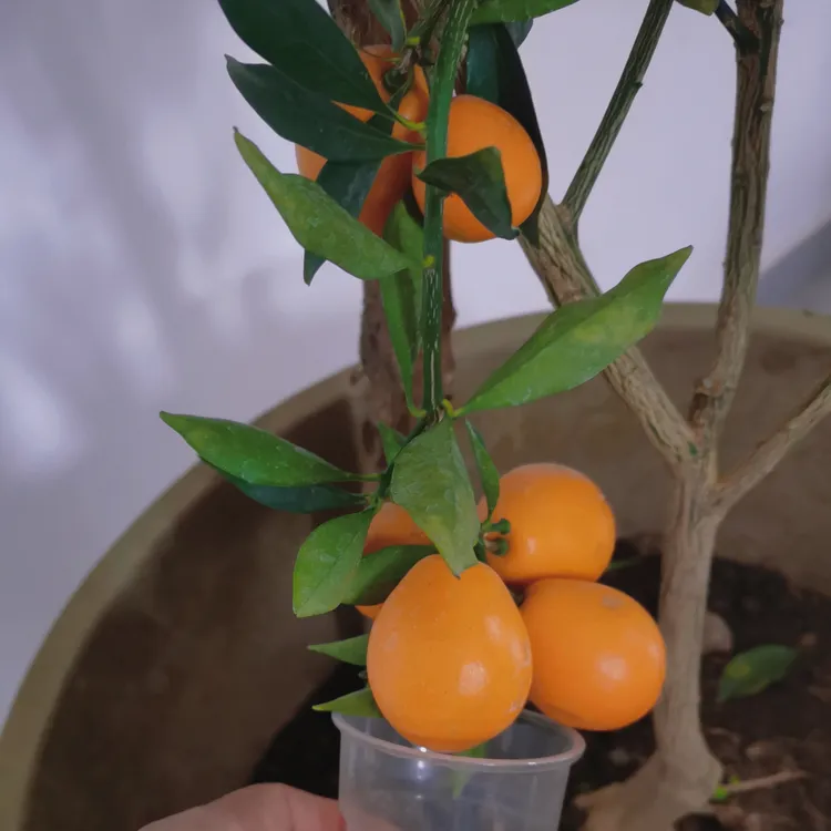 正宗脆蜜金桔脆蜜金桔盆栽地栽果苗嫁接浙江发货优质栽种成活种植