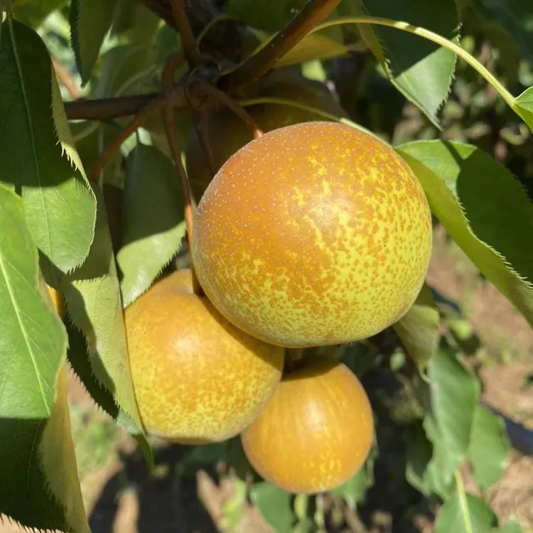 花盖梨【大果】鞍山大屯自家果园花盖梨10斤/箱净重9斤果整箱包邮