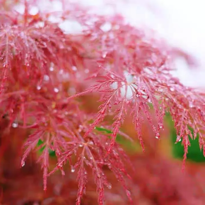外山羽毛枫、石榴红羽毛枫、清龙羽毛枫、各种大小规格来我直播间
