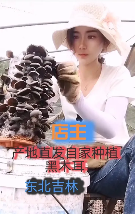 木耳自产自销24年新品东北吉林黑木耳产地直发自然晾晒生长