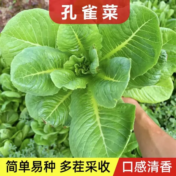 【拍2发3】孔雀菜种子冬季耐寒高钙四季盆栽蔬菜种籽易种