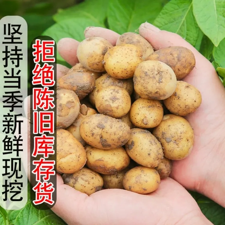 【南面百城】国家地理标志胡陈黄皮洋芋宁海特产黄心土豆5~10斤