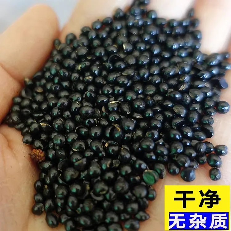 2025新款武都大红袍花椒籽特价种籽散养白鸽炸油泡脚干净多种播种