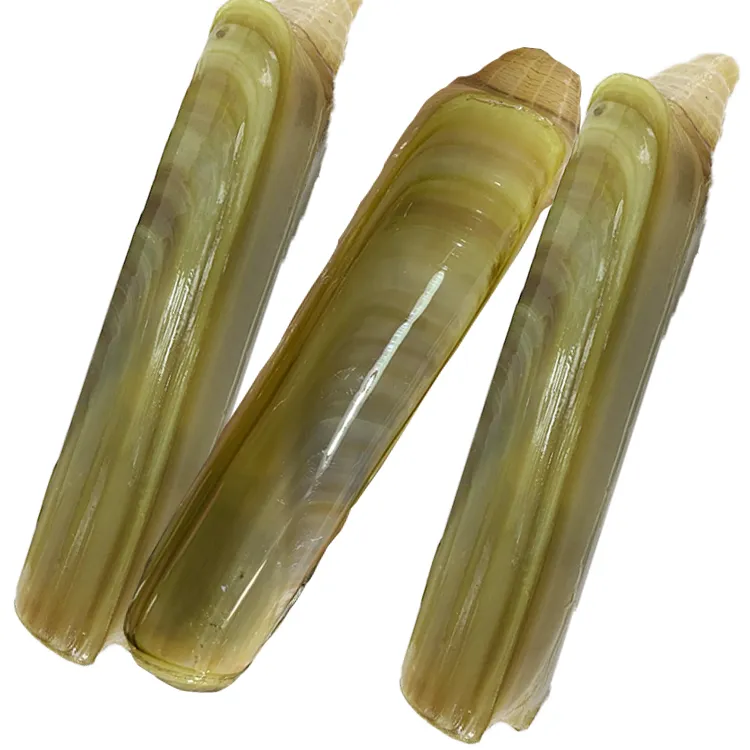 【竹蛏】冷冻竹蛏每盒2斤（三盒装）海鲜烧烤炒菜 火锅食材
