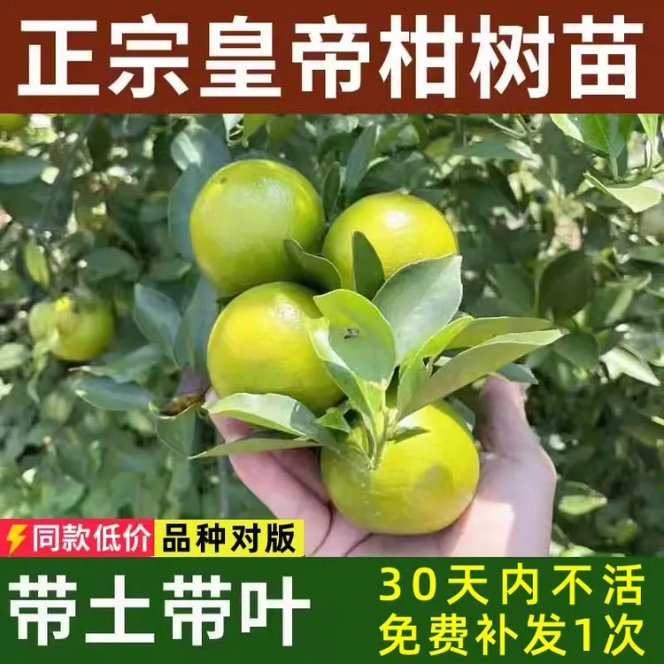 正宗皇帝柑树苗嫁接果苗南方种植贡柑盆栽水果柑橘树苗带土带叶