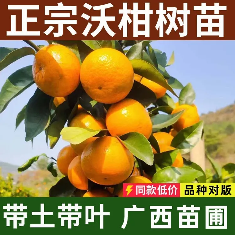 正宗嫁接广西武鸣沃柑树苗无核籽橘桔子水果苗树矮化果树盆栽地栽