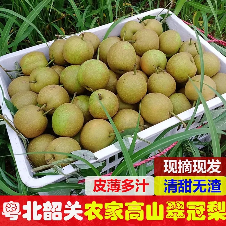 翠冠梨多汁清甜梨子当季新鲜现摘5斤黄花梨皮薄砂梨正宗水果发货