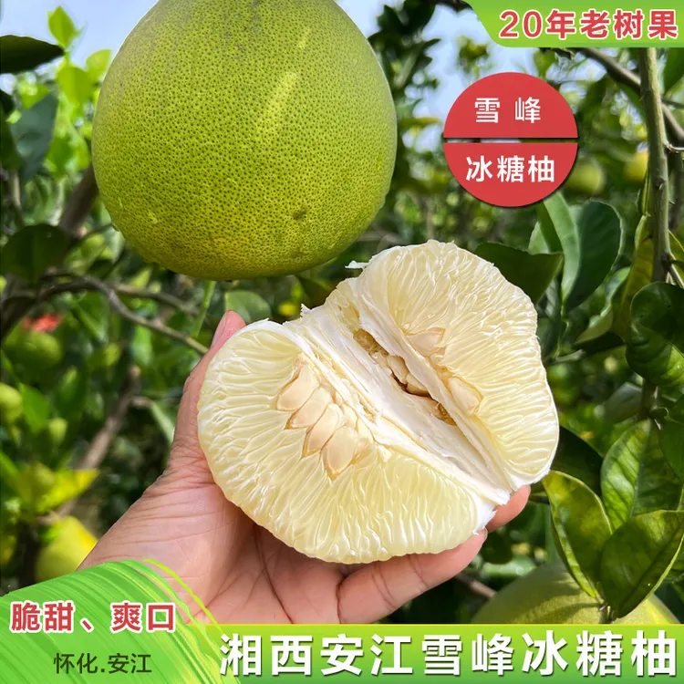 湖南安江雪峰冰糖柚老树果香柚怀化土柚子麻麻柚小苦柚大微苦回甘