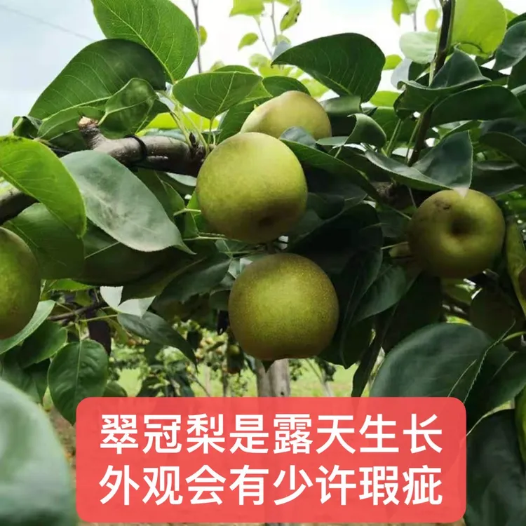 湖北荆州（丑梨）翠冠梨包邮
