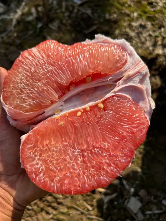 荆州酸甜红心柚包邮