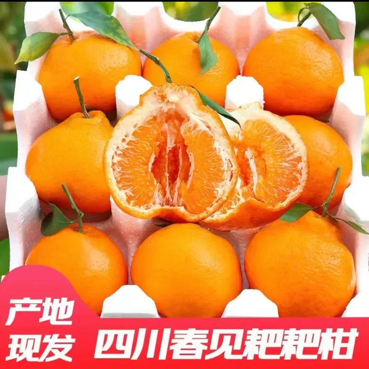 正宗四川春见耙耙柑不知火丑橘子果粒饱满新鲜采摘产地直发3-8斤