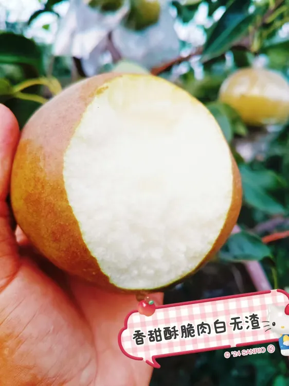 玉露香梨果园直发脆甜多汁清香爽口新鲜绿色京东发货