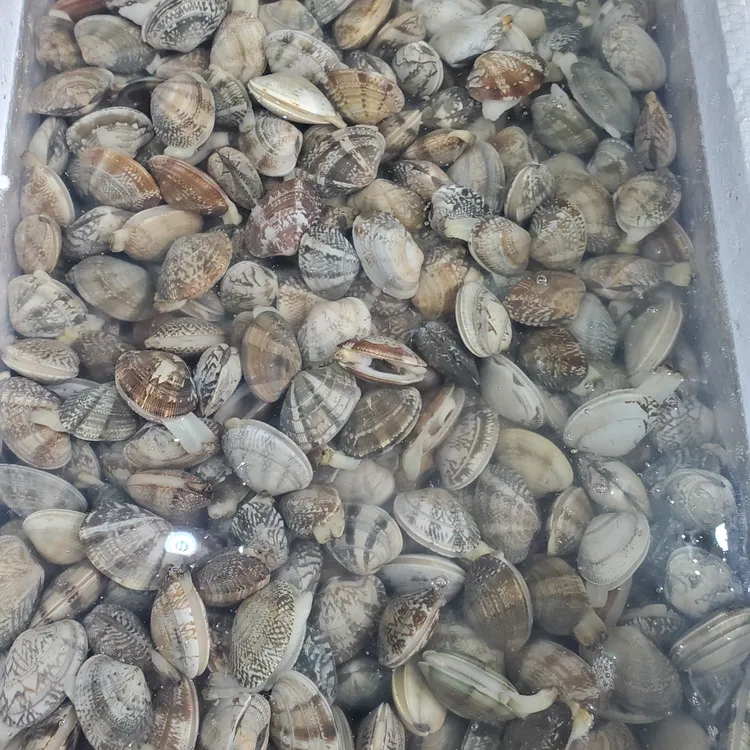 无品牌鲜活大连蚬子5斤起送