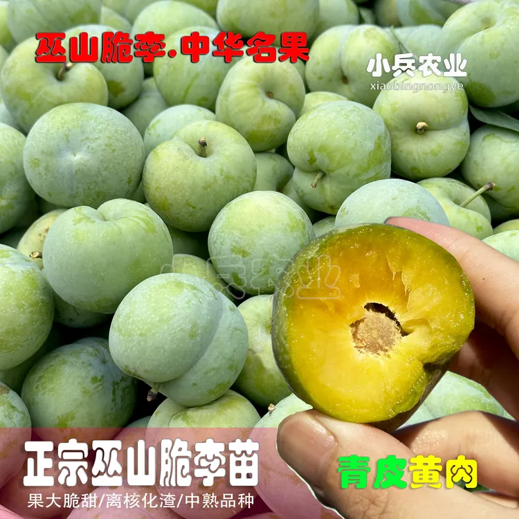 巫山脆李中熟青皮黄肉品种正宗树苗可盆栽（小兵农业顺丰包邮）