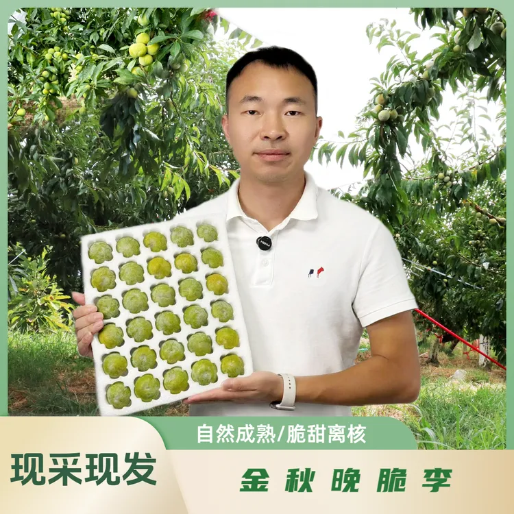 金秋晚脆李脆甜离合化渣晚熟李子（快递发货8成熟，介意勿拍。）