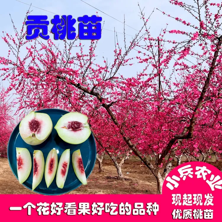 鹰嘴桃渝籍贡桃正宗树苗开红花果糖度高