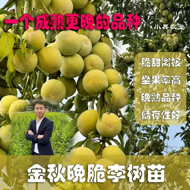 金秋晚脆李苗坐果率高脆甜脱骨（可盆栽）不需要授粉树小兵农业包邮