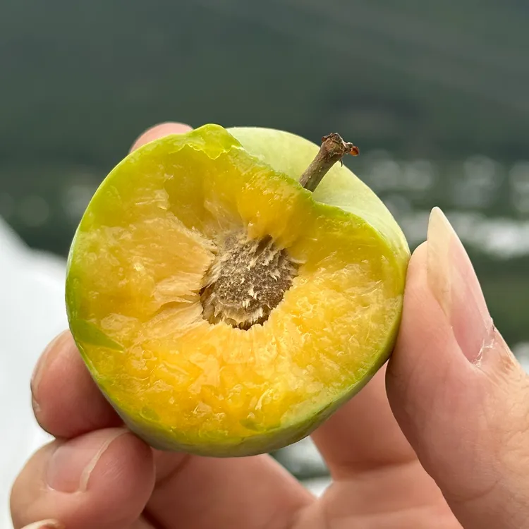 金秋晚脆李晚熟＋巫山脆李中熟混合发货专拍金秋晚脆李子树苗