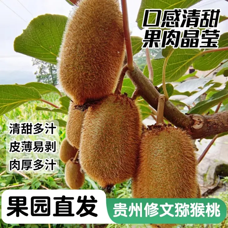修文猕猴桃贵州贵长绿心产地直销新鲜5斤贵阳水果奇异果一箱10斤