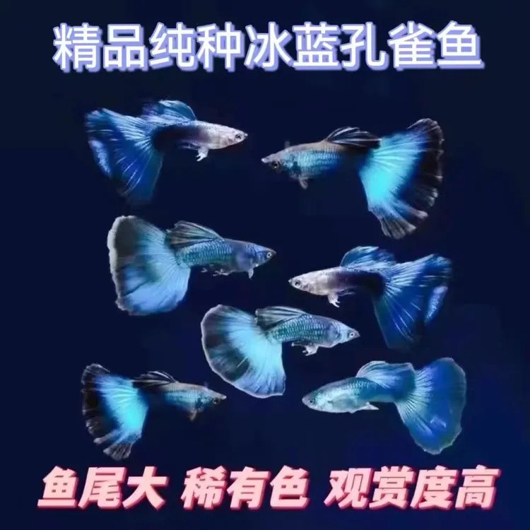 莫斯科纯种冰蓝孔雀鱼大尾巴小型观赏鱼孕母最适合新手白云金丝