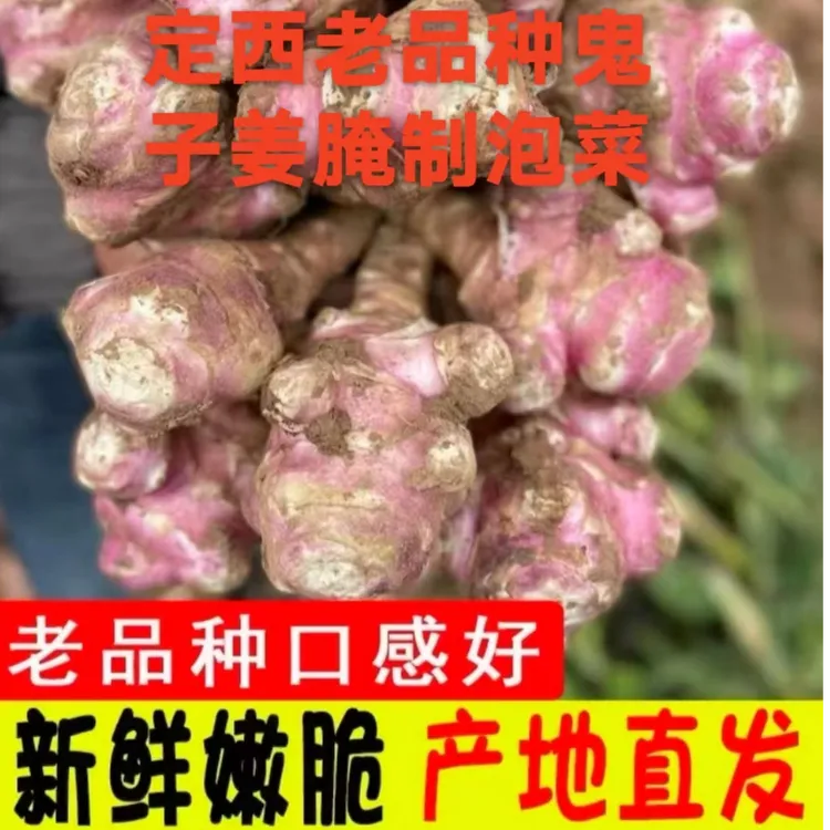 【特别推荐】甘肃定西红皮洋姜菊芋鬼子姜新鲜现挖不辣净重包邮