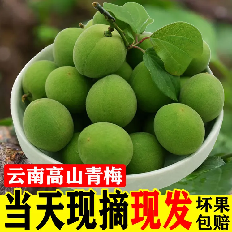 冒喜优农云南新鲜青梅果现摘大理高山野生酸梅子泡酒水果1/2/5斤