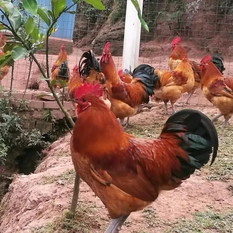 【乡下跑山鸡（现称现杀）