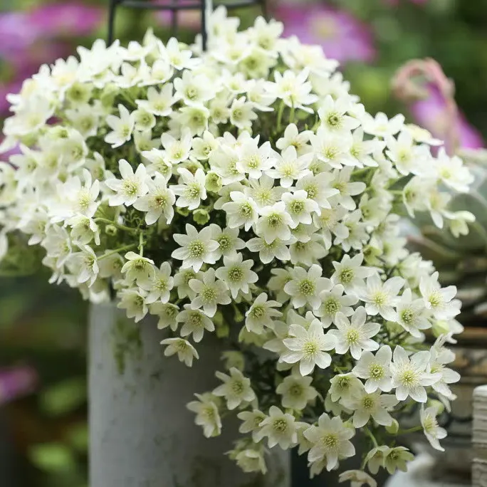 铁线莲福利苗四颗