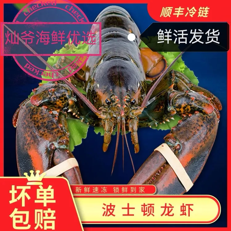 鲜活发货 波龙一只一斤（单只450克-550克）保鲜不包活