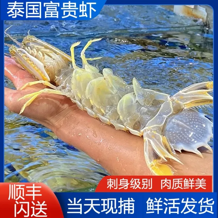  富贵虾3只装 规格3-8两 鲜活发货保鲜不包活