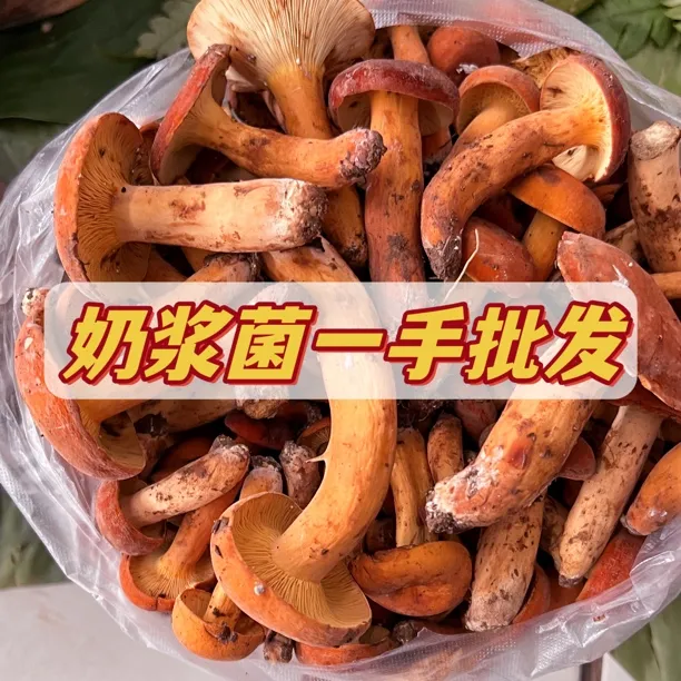  云南 新鲜野生红奶浆菌 油
