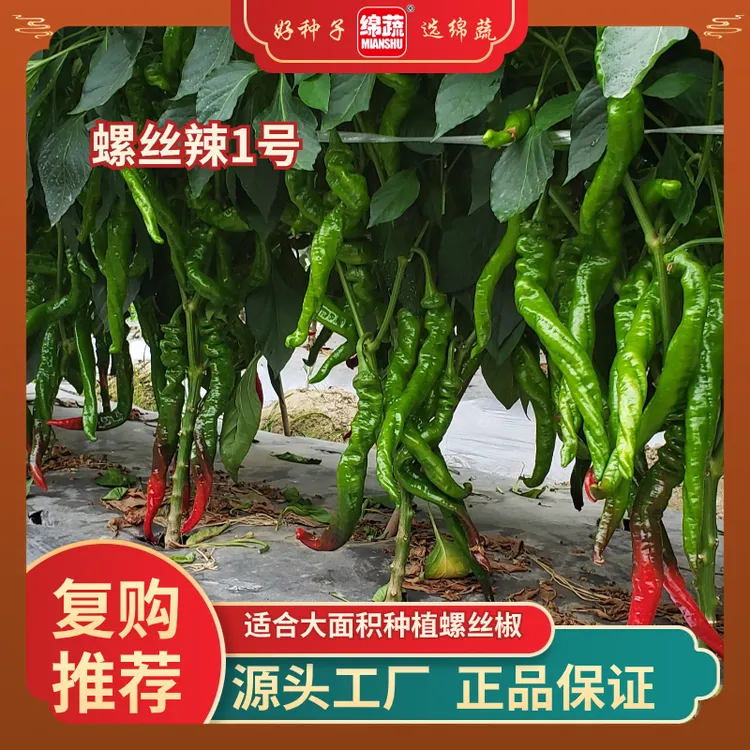 绵蔬【螺丝辣1号】螺丝辣椒味香辣小菜园阳台花盆种植品质好春季