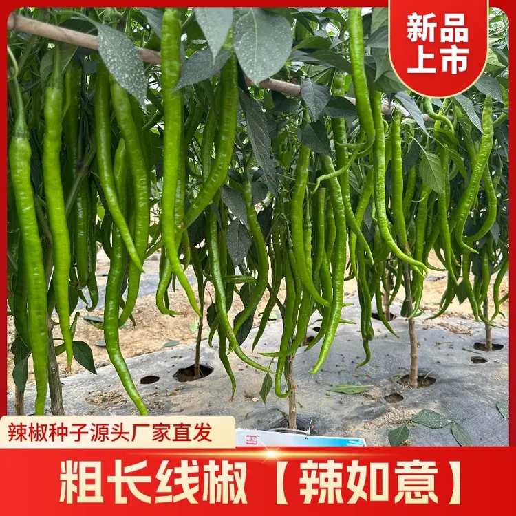 绵蔬【辣如意】粗长型线椒青果嫩绿色早熟辣椒大棚露地均可种植