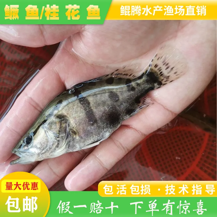 淡水观赏鱼苗鳜鱼苗嘴鳜桂花鱼苗厘米路亚运输养殖食用鱼鲜活水产