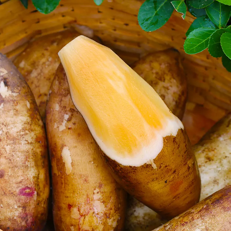 云南高山雪莲果黄心红土地新鲜脆甜雪莲果4.5斤装